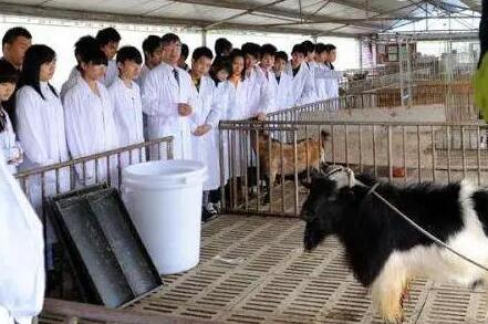 四川省做好2023年度獸用抗菌藥使用減量化行動(dòng)工作