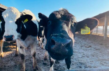 中國萬頭牧場最新盤點(diǎn)！存欄接近200萬頭牧場165個(gè)