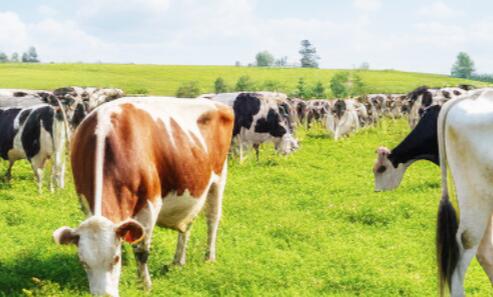 2024中國·貴陽第五屆生態(tài)畜牧業(yè)博覽會(huì)