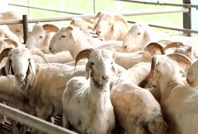 消費(fèi)旺季羊肉價(jià)格為何持續(xù)低迷？