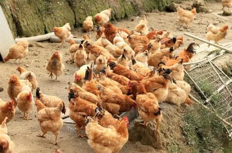 肉雞場日常消毒八要點(diǎn)