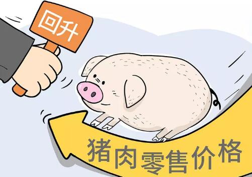 大漲0.75元/斤！廣東、山東、江蘇等多省重回8元大關(guān)