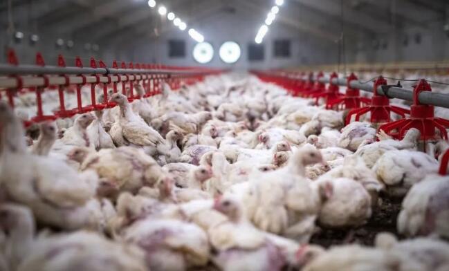 2024全球家禽業(yè)預(yù)測：行業(yè)溫和增長、中國肉雞產(chǎn)量將下降3%