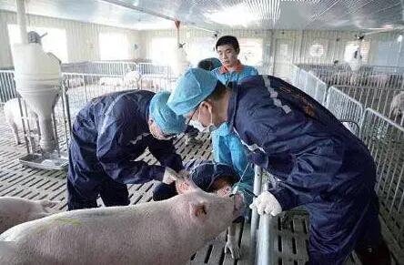 江蘇省推進(jìn)獸藥管理暨獸用抗菌藥使用減量化工作