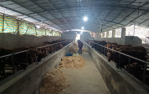 開州區(qū)農(nóng)業(yè)發(fā)展中心畜牧服務(wù)站：搶抓時(shí)節(jié)，強(qiáng)化技術(shù)指導(dǎo)