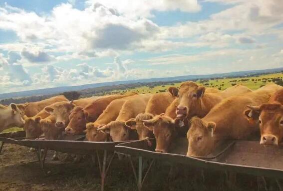 存欄量接近而產(chǎn)肉量相差一倍，中美肉牛產(chǎn)業(yè)的主要差距在哪？