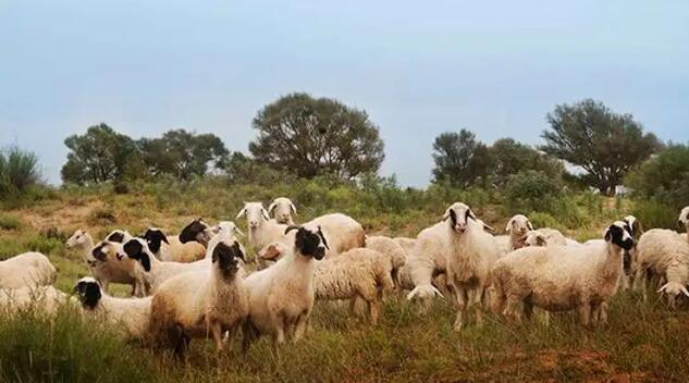 寧夏突破灘羊繁育關鍵技術瓶頸，雙羔灘羊產羔率達到160%以上
