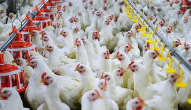 出欄5.16億只！立華股份2024年肉雞銷售收入142.5億元，同比增長7.95%