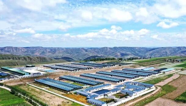 飼養量375萬只，產值64億元，環縣“羊產業”步入高質量發展“快車道”